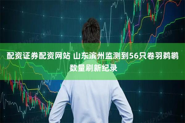 配资证券配资网站 山东滨州监测到56只卷羽鹈鹕 数量刷新纪录